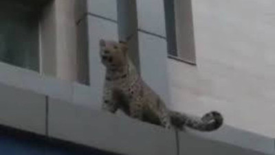 "فهد" يهاجم شرطيا إيرانيا (فيديو)