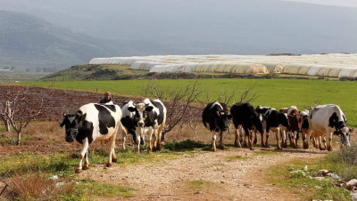 سبع بقرات تشعل خلافاً بين رعاة لبنانيين وإسرائيل