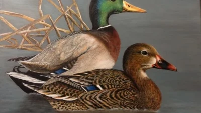 تفسير رؤية البط في المنام لابن سيرين والنابلسي: دلالات الرزق والزواج لكل الحالات