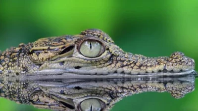 تفسير رؤية التمساح الصغير في المنام