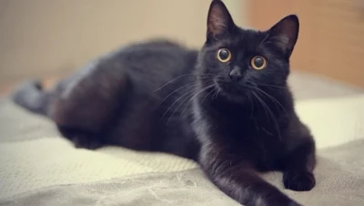 تفسير حلم القطط السوداء في المنام: هل هو نذير شؤم؟