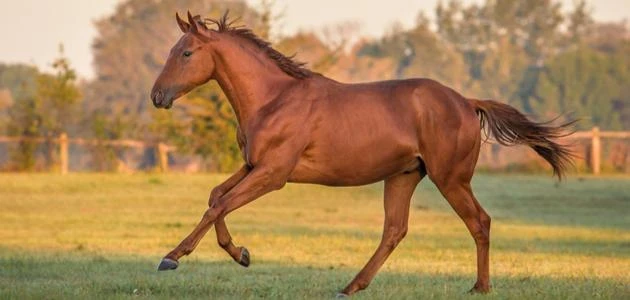 تفسير رؤية الخيول في المنام للعزباء والمتزوجة