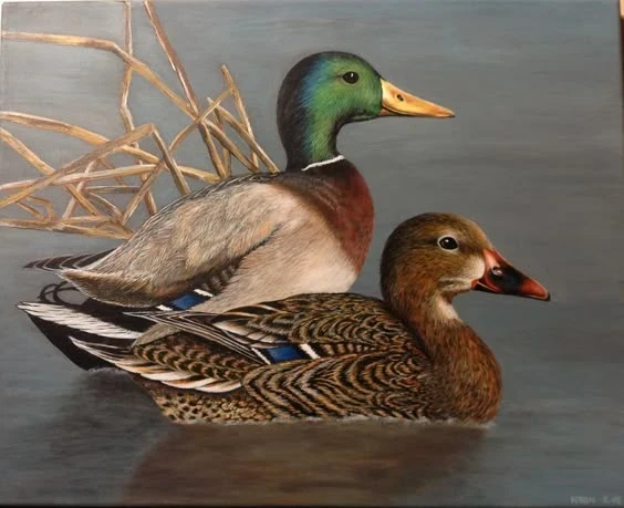 تفسير رؤية البط في المنام لابن سيرين والنابلسي: دلالات الرزق والزواج لكل الحالات