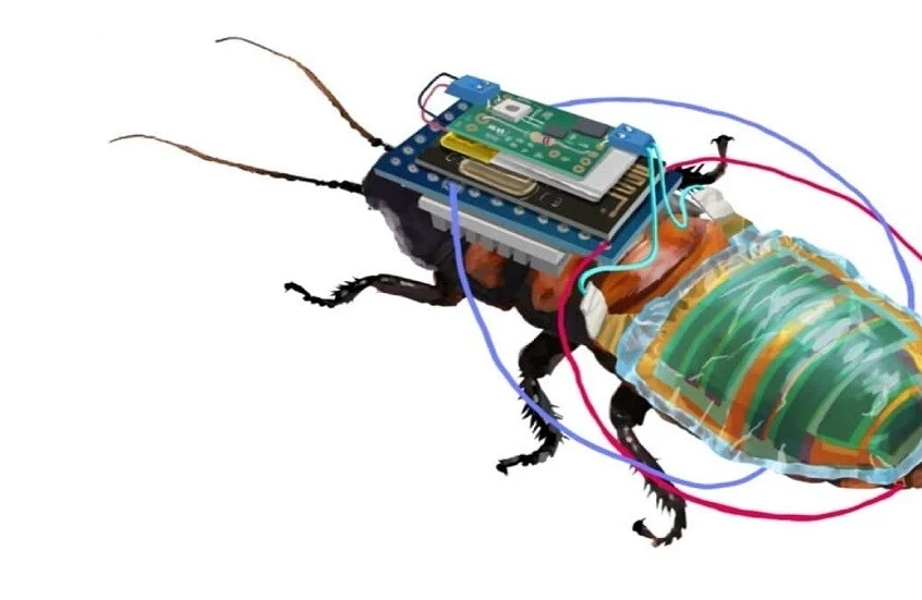 "الصرصور الإلكتروني".. ابتكار صيني متعدد المهارات (فيديو)