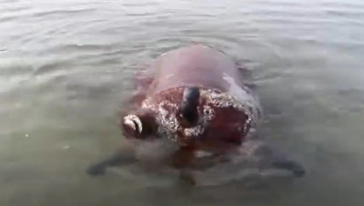 فريق هندسي يبطل مفعول لغم بحري زرعه الحوثيون في البحر الأحمر