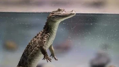 تفسير حلم التمساح الصغير في المنام: تأويلات شاملة عند ابن سيرين والنابلسي