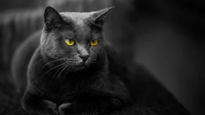 تفسير حلم القطط السوداء في المنام: دلالات الخير والشر