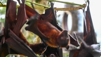 فيروس كورونا جديد في الخفافيش: مفاجأة من مختبر ووهان تثير الجدل مجددًا