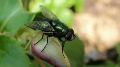 تفسير رؤية الذباب في المنام لابن سيرين والصادق: هل هي إنذار شر أم تحذير من الحسد؟