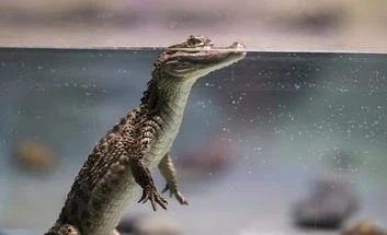 تفسير حلم التمساح الصغير في المنام: تأويلات شاملة عند ابن سيرين والنابلسي