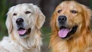 تفسير رؤية الكلاب الأليفة في المنام: حماية ووفاء أم تحذير من الخداع؟