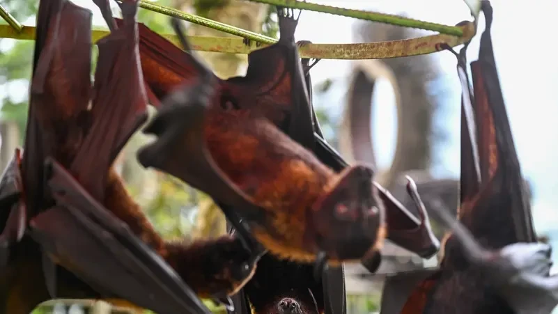 فيروس كورونا جديد في الخفافيش: مفاجأة من مختبر ووهان تثير الجدل مجددًا