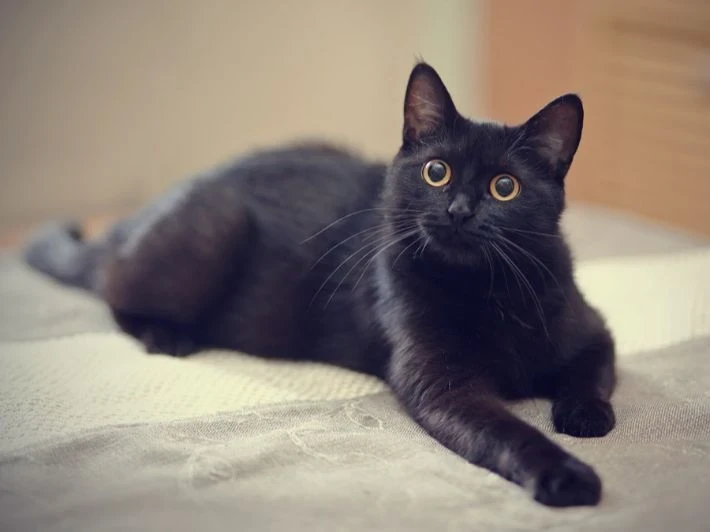 تفسير حلم القطط السوداء في المنام: هل هو نذير شؤم؟