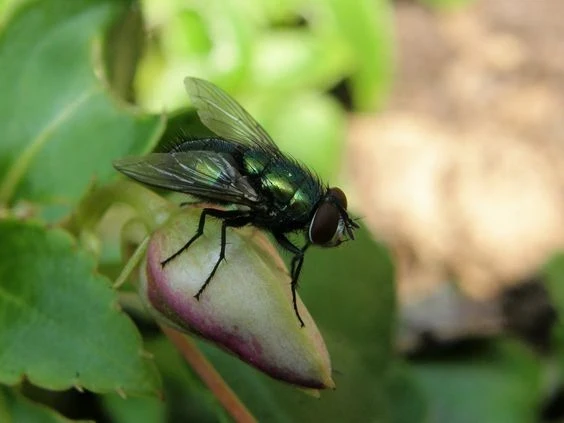 تفسير رؤية الذباب في المنام لابن سيرين والصادق: هل هي إنذار شر أم تحذير من الحسد؟